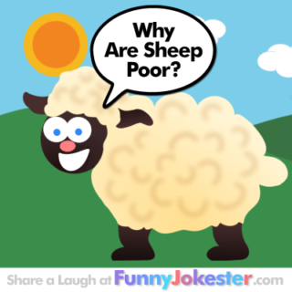 Funny Sheep Joke
